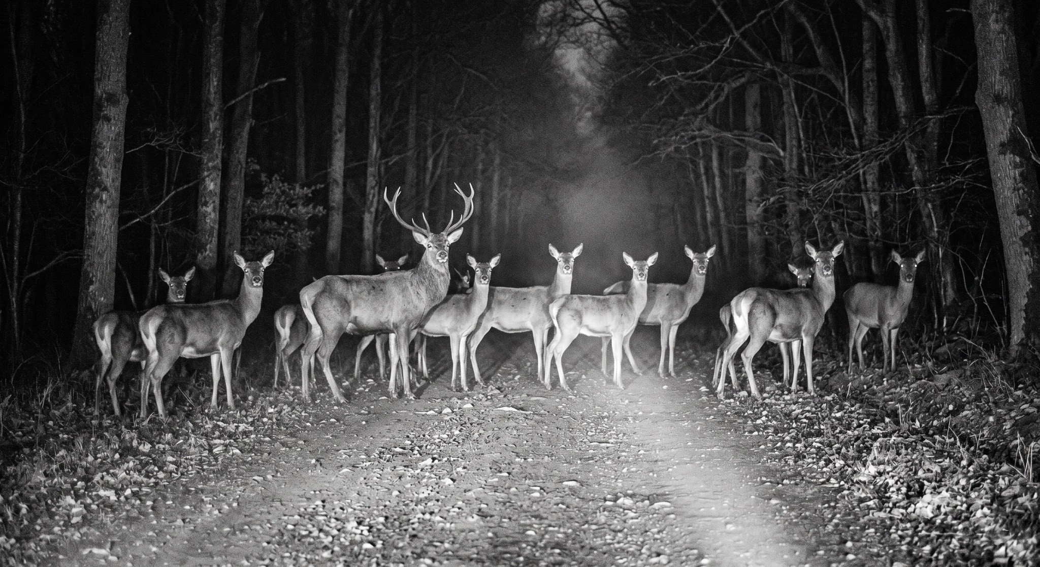 fear in the headlight
