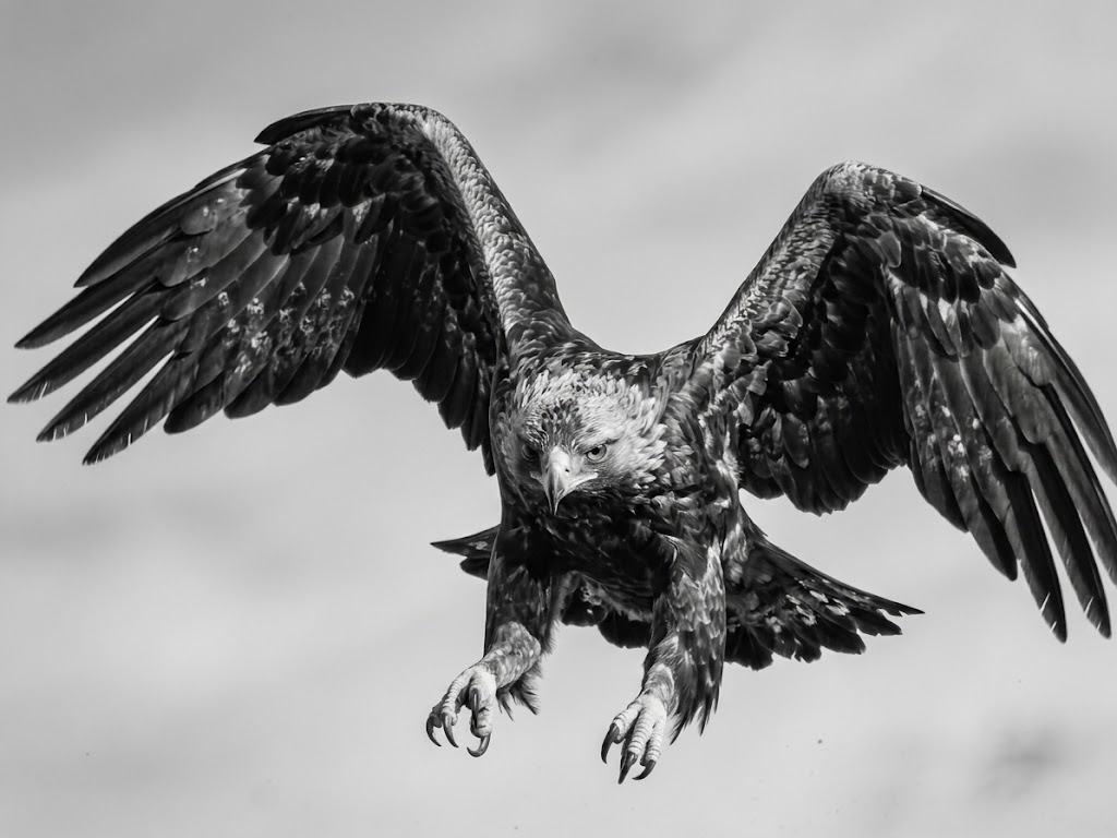 Eagle: the Periphas symbol